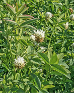 Eine gute Wahl für den Feldfutterbau sind Leguminosen wie zum Beispiel der Alexandrinerklee.