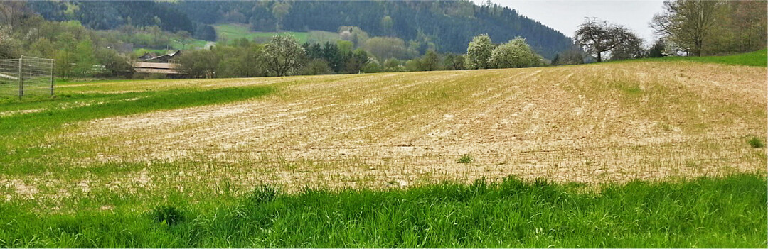 Gerste reagiert empfindlich auf einen zu niedrigen pH-Wert: Wintergerste auf einem Boden mit einem pH-Wert von 4,8 (Ortenau).