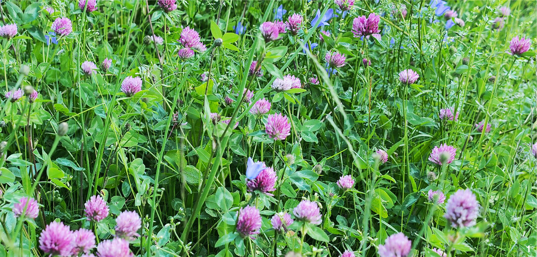 Die leuchtenden Blüten des Roten Wiesenklees stechen im Grün von Wiesen und Gärten hervor.