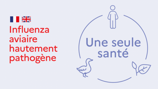 Bis Anfang April erhielten in Frankreich gut 21 Millionen Enten jeweils zwei Impfungen gegen die Geflgelpest.