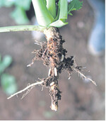 Maden der Kleinen Kohlfliege an den Wurzeln einer jungen Rapspflanze.