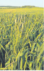 Strategie gegen Ackerfuchsschwanz: Möglichst viel vor der Bestellung vernichten.