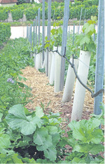 Vorne sind die Reben besser gewachsen als im Hintergrund, wo die Wolffmischung zu nahe bei den Reben steht.