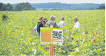 Farbe, Geruch, Insektengesumm: Wildpflanzen im ersten Standjahr am Ortsrand Wolfegg, auf der Infotafel Namen des Bewirtschafters, der Flächenpaten und der Sponsoren.