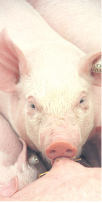 Ferkel aus Baden-Württemberg waren in der ersten Hälfte des laufenden Jahres über alle Gruppengrößen hinweg etwas besser bezahlt als im Vorjahr.