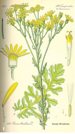Historische Zeichnung des Jakobskreuzkrauts.