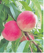 Die weißfleischige Pfirsichsorte Barbara ist früh und ertragreich.