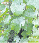Aufnahme einer mit Löschkalk gespritzten Grauburgunderanlage fünf Minuten nach einem Regenschauer. Die Blätter der Traubenzone waren wesentlich schneller trocken als die frei hängenden Triebe im Gipfelbereich
