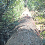 Die am 8. Juli 2015 gefällte und aufgearbeitete Fichte wurde am 20. Juli im Bestand auf Borkenkäferbefall kontrolliert. Beim ersten Blick sieht man überall auf der Stammoberfläche Bohrlöcher vom Buchdrucker im gesamten Stammverlauf und Bohrlöcher in der Krone vom Kupferstecher (2b).