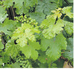 Pockenmilbenbefall an den Geiztrieben.