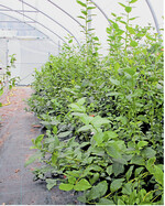 Im Anzuchttunnel werden Pflanzen angezogen, die später mit verschiedenen Pflanzenschutzmitteln zum Test auf deren Wirksamkeit behandelt werden.