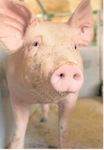 Die Ebermast kann eine Alternative für die Zeit nach dem Ausstieg aus der betäubungslosen Ferkelkastration ab 2019 sein.