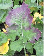 Bereits im Herbst weisen typische rötliche Blattrandverfärbungen auf Befall mit Wasserrübenvergilbungsvirus hin.