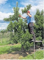 Günstiges Wetter führte in Anlagen ohne Behang zu starkem Wachstum. Mit einem Augustschnitt lässt sich das jetzt korrigieren.