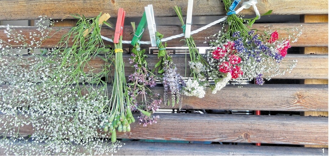 Die Blumen werden kopfüber zum Trocknen aufgehängt.