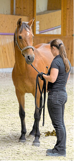 Damit sich das junge Pferd altersgemäß entwickeln kann, sollte man nicht zu früh mit dem Reittraining beginnen. Der tägliche Umgang mit Menschen ist dagegen wichtig.