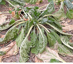 Rüben leiden unter Wassermangel.