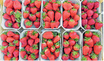 Erdbeersorten unterscheiden sich in Fruchtgröße, -form und Farbe. Das Bild zeigt von links oben nach rechts unten folgende Sorten: Alba, Allegro, Amy, Aprica, Daroyal, Dream, Flair, Quicky, Cory und Sincerely. Die beiden letztgenannten sind neuere Züchtungen der Firma Vissers.