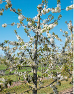 Reichblühende Spindel im Frühjahr. Es ist deutlich die dominierende Mittelachse zu sehen.