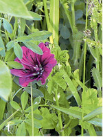 Die Malve ist ein wichtiger Bestandteil der Wildpflanzenmischungen.