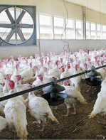 Mit den mobilen Ventilatoren kann das Klima im Stall gezielt verbessert werden.