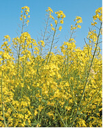 Damit der Rapsanbau gut gelingt, sollte bei der Wahl des Saatgutes und der Herbizide einiges beachtet werden.