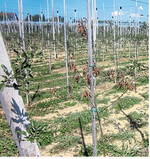 Sterben Jungpflanzen ab, kann dies verschiedene Ursachen haben. Dann gilt es einen genaueren Blick auf den Baum zu werfen.
