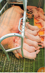 Die Leistungsfähigkeit von Zuchtsauen ist in den vergangenen Jahren stark gestiegen. Das zeigen aktuelle Auswertungen des LKV.