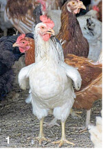 Verhalten der Hühner bei Hitze: Abspreizen der Flügel und Hecheln.