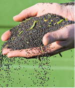 In Europa ist Raps im Vergleich zum Weltmarkt knapp und teuer.