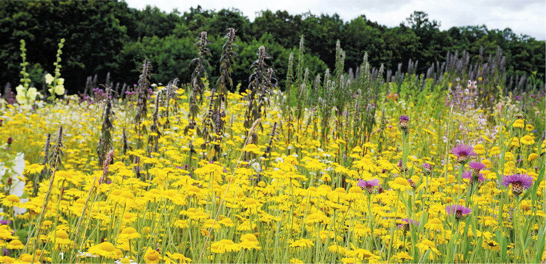 Wildpflanzen für die Biogasproduktion hier Veitshöchheimer Hanfmix der bayerischen LWG stellen eine hervorragende Pollen- und Nektarquelle für viele Insekten dar. In Untersuchungen auf solchen Flächen wurden auch vom Aussterben bedrohte Arten nachgewiesen.