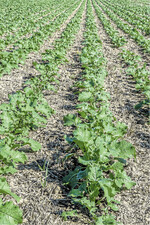 Die Einzelkornsaat von Winterraps bietet einige interessante Vorteile.