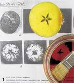 Schnellmethoden wie der Jod-Stärke-Test helfen, die Reife von Äpfeln zur rechtzeitigen Ernte zu ermitteln.