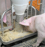 Bedarfsgerechte Rationen für Mastschweine senken die Futterkosten.