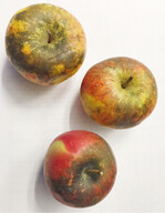 Regenflecken können im Bioanbau zu erheblichen Ausfällen führen, da solche Früchte nicht verkäuflich sind.