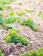 Zur Ertragsregulierung kann jetzt noch eine Grünlese erfolgen.