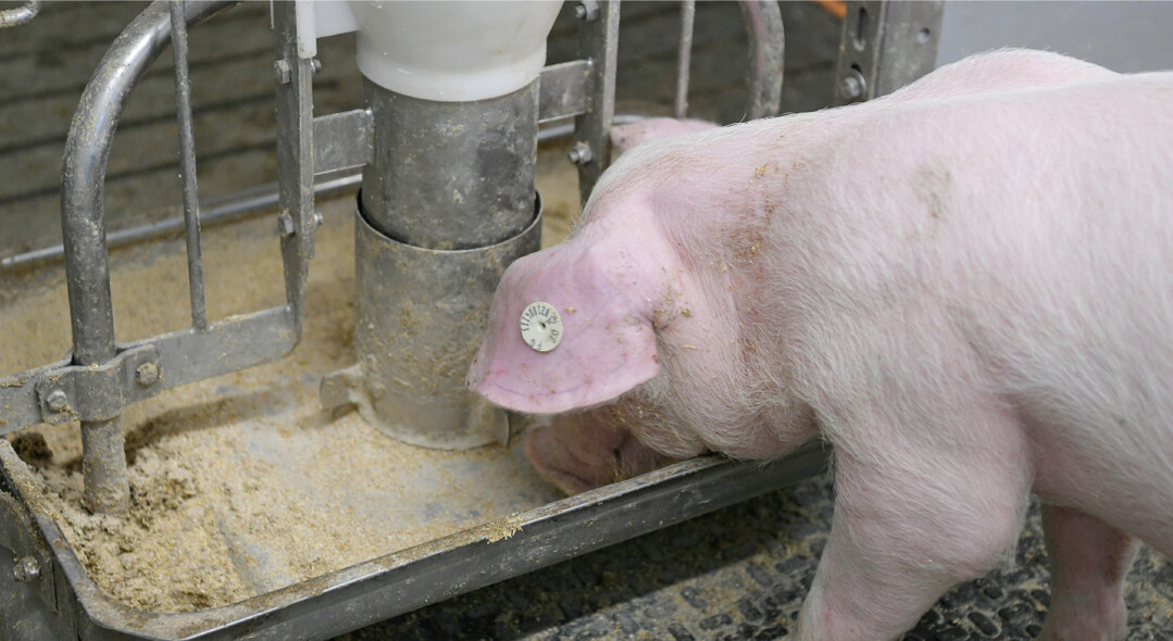 Der Zusatz von Benzoesure in der Ration senkt den Keimdruck im Futter und wirkt sich positiv auf die Futterverwertung der Schweine aus.