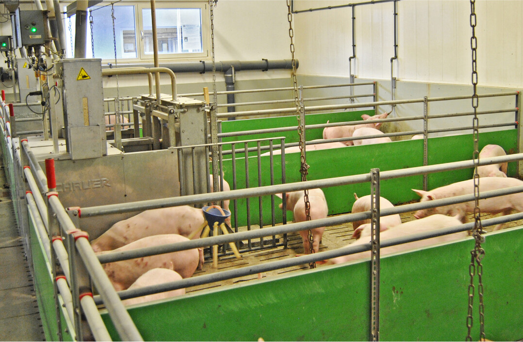 Wie sich leichtere und schwerere Ferkel nach dem Absetzen bedarfsgerecht füttern lassen, wurde in einem Versuch auf dem bayerischen Staatsgut Schwarzenau getestet.