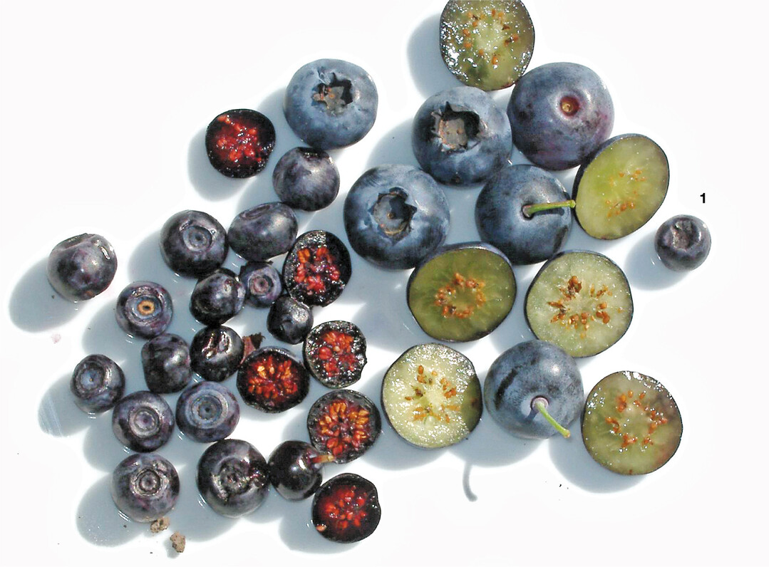 Die Früchte von Wald- und Kulturheidelbeeren unterscheiden sich in Größe sowie Farbe des Fruchtfleisches. Der Saft von Waldheidelbeeren hinterlässt blauschwarze Flecken.