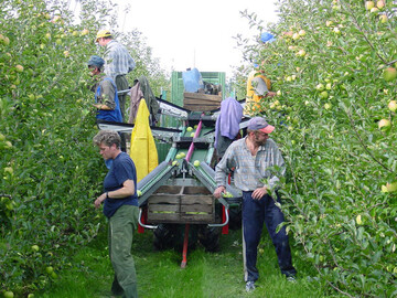 Die drittschwächste Ernte der letzten zehn Jahre lässt auf gute Absatzchancen hoffen.