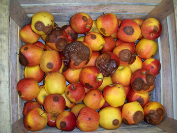 Um Obst im Lager möglichst lange gesund zu erhalten, sind gezielte Abwehrmaßnahmen nötig. Ergänzend zum Einsatz fungizider Wirkstoffe ist eine schonende Ernte wichtig