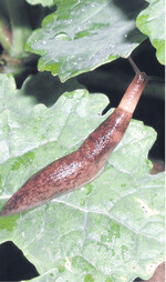 Eine Genetzte Ackerschnecke auf einer Rapspflanze.