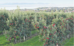 Auf 7000 Hektar werden am Bodensee Äpfel angebaut.