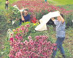 Echinacea wird hier per Hand geerntet. Auf den Paletten werden die frischen Pflanzen dann direkt abgegeben.