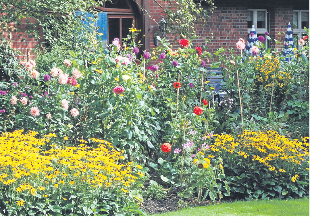 Dahlien sind typische Bauerngartenblumen. Wie Lampions leuchten die bunten Blüten der Dahlien in Gärten und liefern dem Betrachter ein imposantes Farbenspiel.