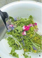 Aus einigen Handvoll Kräutern wird mit zwei Litern kochendem Wasser ein Aufguss hergestellt, und wie beim Teebrühen ein paar Minuten ziehen lassen.