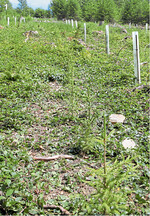 Der Gassenschnitt ist weniger aufwendig als der Flächenschnitt und trocknet den Boden auch weniger aus.