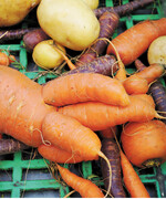 Die Natur interessiert sich nicht für Vermarktungsnormen. Krummes Gemüse kommt daher bei der Ernte immer wieder zutage.