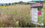 BW blüht auf Gemeinsam für Artenvielfalt": Schilder am Feldrand machen auf das Engagement der Bauern für die Anlage von Blühflachen aufmerksam.