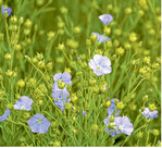 Lein: Nahrungsquelle und Einkommensquelle.